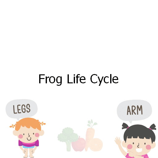 Frog Life Cycle